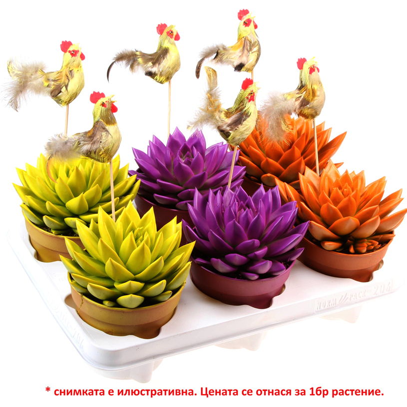 EШЕВЕРИЯ RAINBOW Ф12СМ MIX ОЦВЕТЕНА EШЕВЕРИЯ RAINBOW Ф12СМ MIX ОЦВЕТЕНА