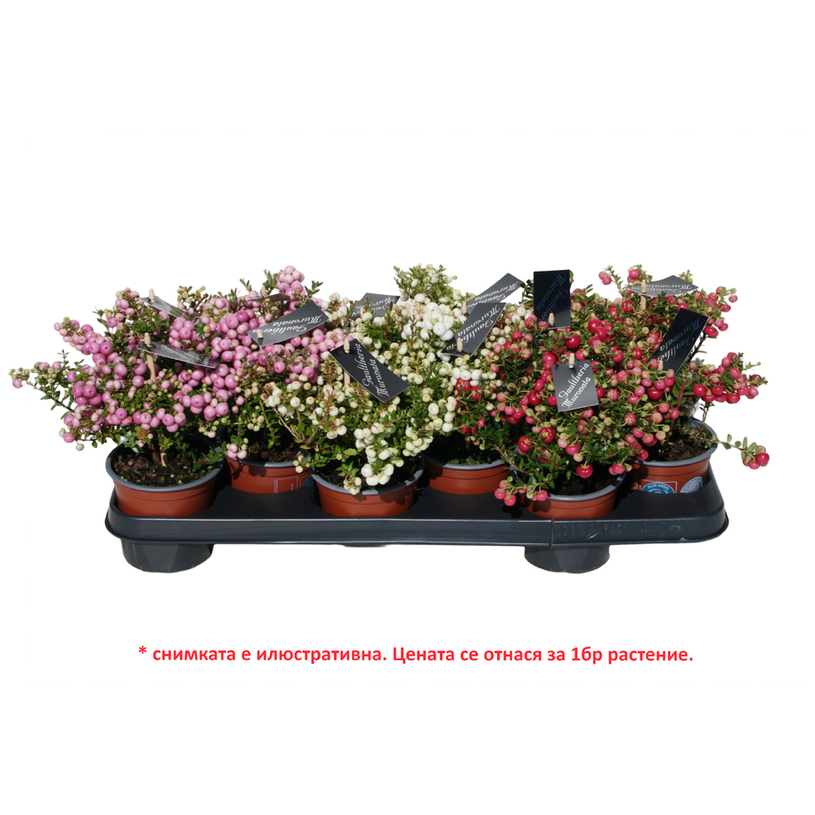 ПЕРНЕТИЯ Ф10.5СМ H:15CM ПЕРНЕТИЯ Ф10.5СМ H:15CM