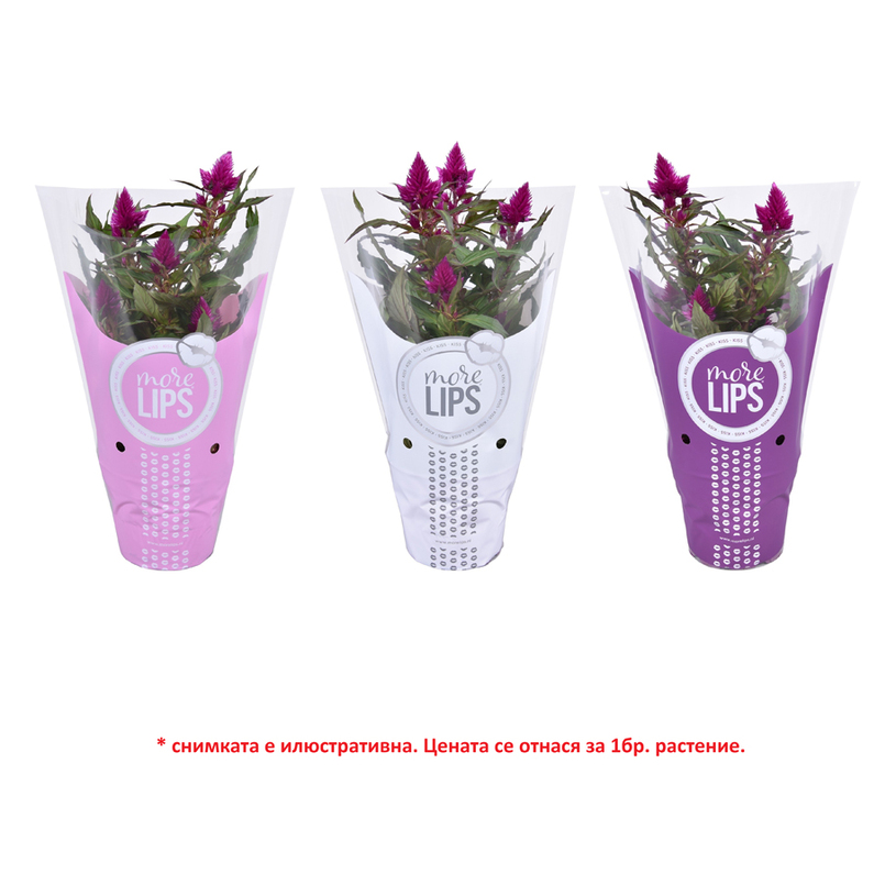 ЦЕЛОЗИЯ Ф12CM H:30CM MIX ЦЕЛОЗИЯ Ф12CM H:30CM MIX