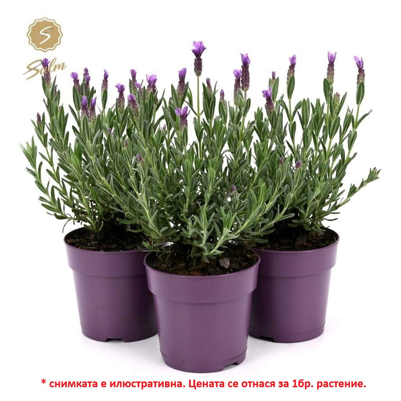 ЛАВАНДУЛА Ф12CM H:20CM ЛАВАНДУЛА Ф12CM H:20CM