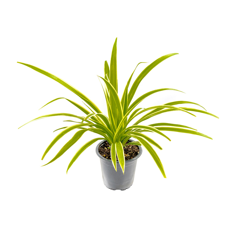 РАЗСАД ХЛОРОФИТУМ Ф8х8cm РАЗСАД ХЛОРОФИТУМ Ф8х8cm