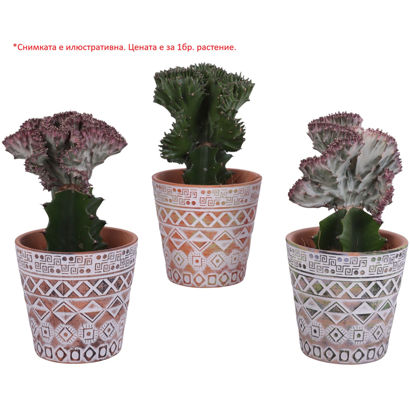 ЕУФОРБИЯ MIX Ф14CM H25CM ЕУФОРБИЯ MIX Ф14CM H25CM