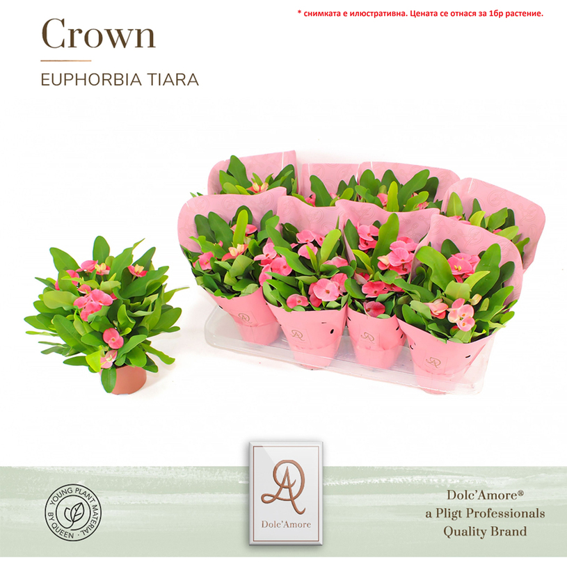 ЕУФОРБИЯ MILII CHARLOTE Ф14CM H:24CM ЕУФОРБИЯ MILII CHARLOTE Ф14CM H:24CM