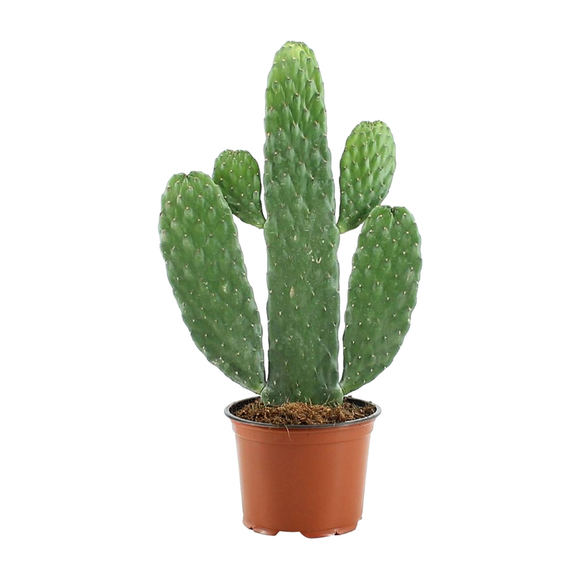 ОПУНЦИЯ RUBESCENS CONSOLEA Ф12CM H:35CM ОПУНЦИЯ RUBESCENS CONSOLEA Ф12CM H:35CM