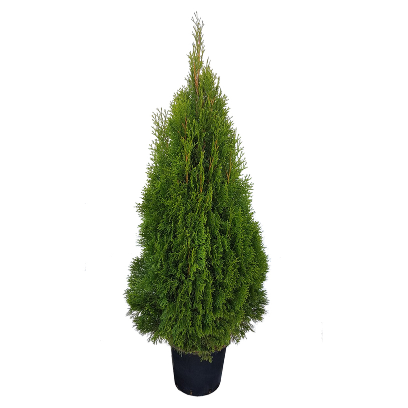 ТУЯ СМАРАГД 100/120CM 5Л. ТУЯ СМАРАГД 100/120CM 5Л.
