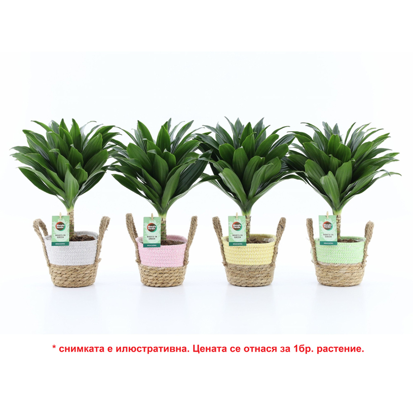 ДРАЦЕНА COMPACTA Ф14CM H:40CM ДРАЦЕНА COMPACTA Ф14CM H:40CM