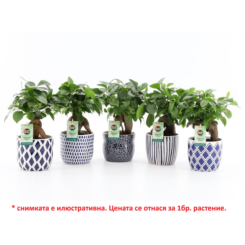 ФИКУС MICROCARPA RETUSA Ф13CM H:35CM ФИКУС MICROCARPA RETUSA Ф13CM H:35CM