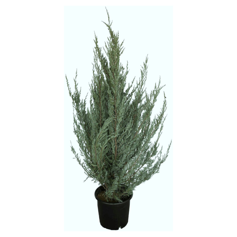 ЮНИПЕРУС MOONGLOW 200CM 25Л. ЮНИПЕРУС MOONGLOW 200CM 25Л.