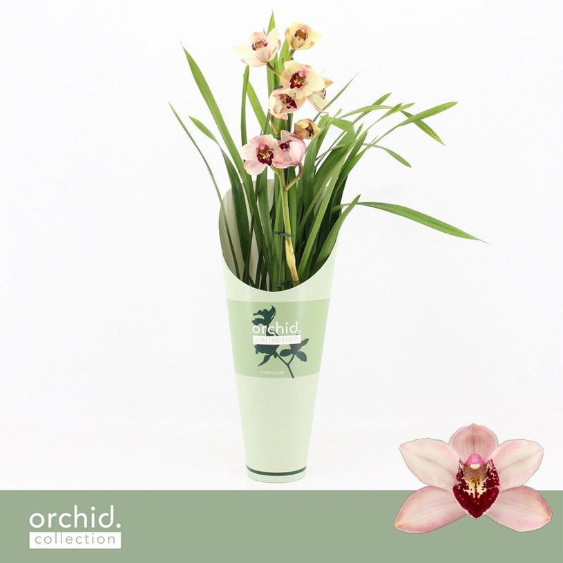 ЦИМБИДИУМ DWARF PINK Ф12CM H:50CM ЦИМБИДИУМ DWARF PINK Ф12CM H:50CM