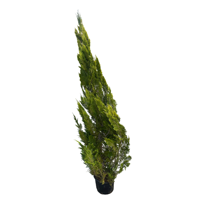 КИПАРИС YVONNE 200/220CM 12Л. КИПАРИС YVONNE 200/220CM 12Л.