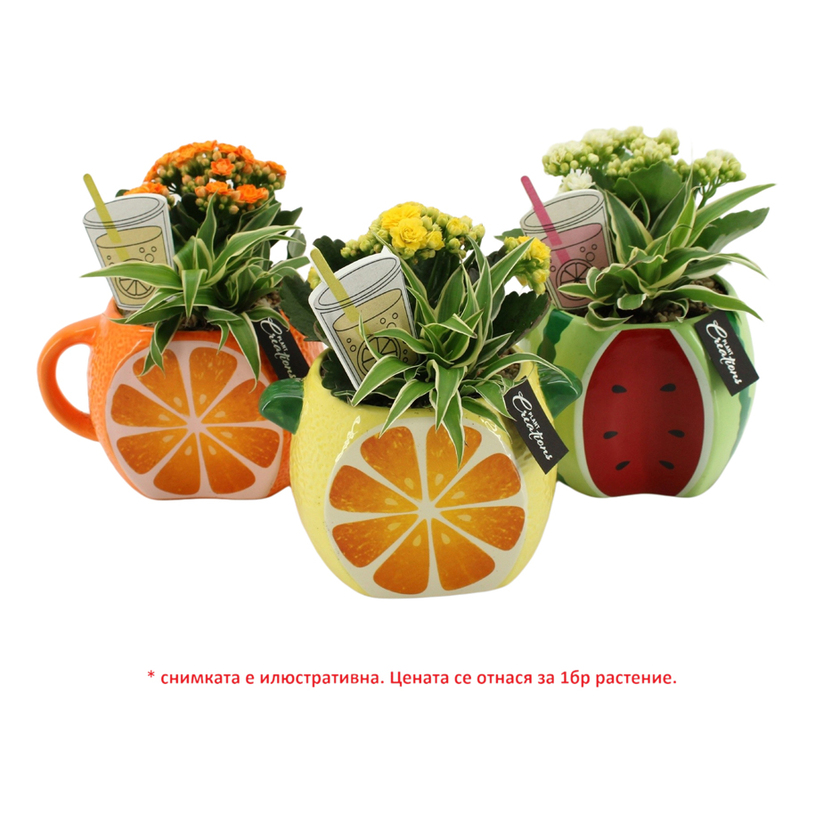 АРАНЖИРОВКА 2612 Ф14CM H:20CM АРАНЖИРОВКА 2612 Ф14CM H:20CM
