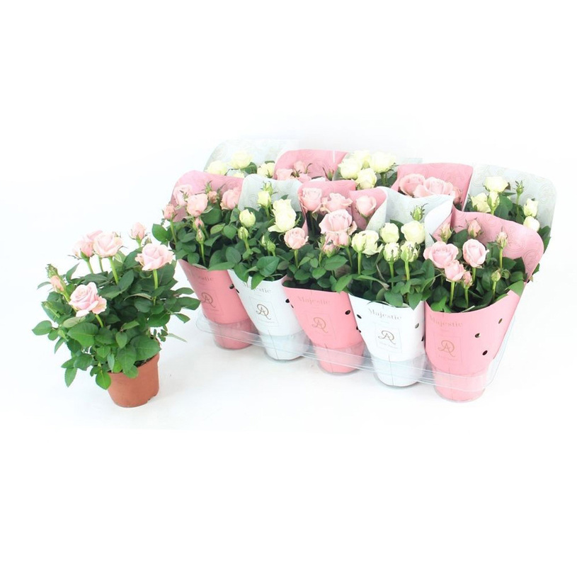 РОЗА INFINITY Ф10.5CM H:25CM MIX РОЗА INFINITY Ф10.5CM H:25CM MIX