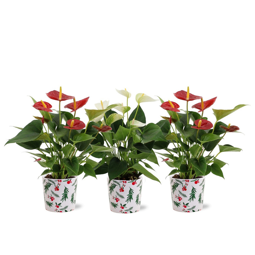 АНТУРИУМ DIAMOND RED Ф12CM H:36CM АНТУРИУМ DIAMOND RED Ф12CM H:36CM