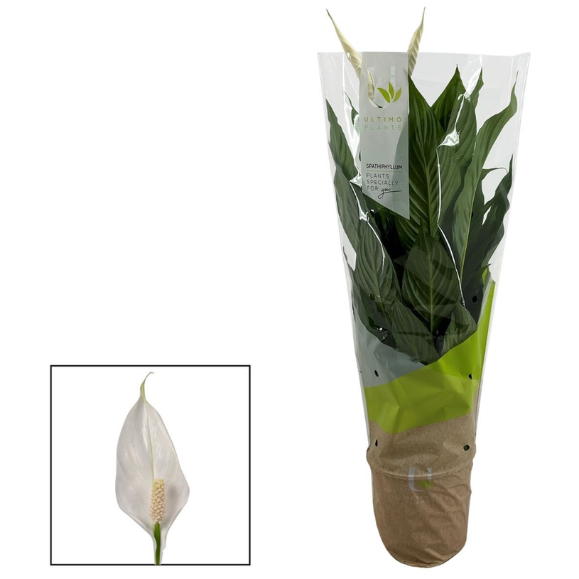 *СПАТИФИЛИУМ VIVALDI ULTIMO Ф17CM H:65CM *СПАТИФИЛИУМ VIVALDI ULTIMO Ф17CM H:65CM