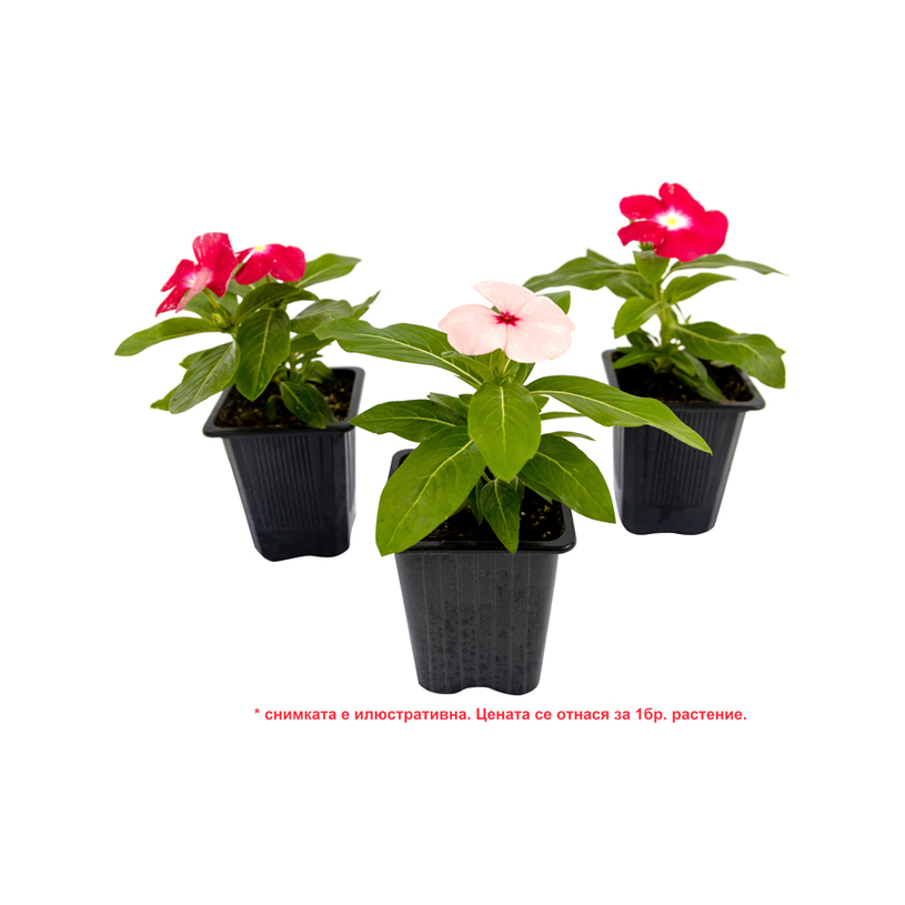 КАТАРАНТУС ВИНКА Ф9CM КАТАРАНТУС ВИНКА Ф9CM
