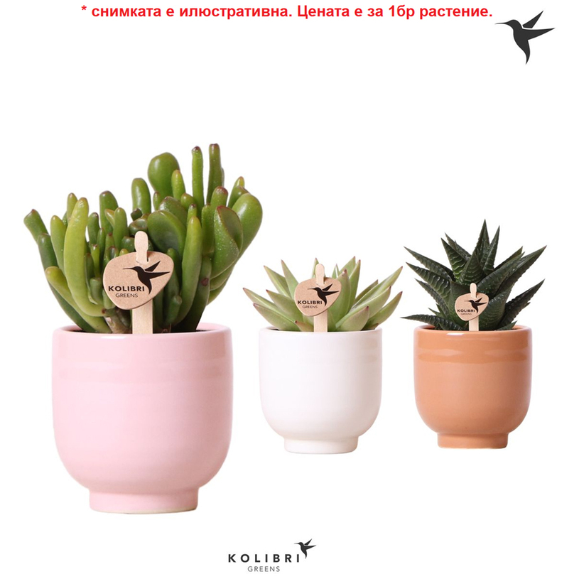 СУКУЛЕНТИ Ф6CM H:12CM MIX СУКУЛЕНТИ Ф6CM H:12CM MIX