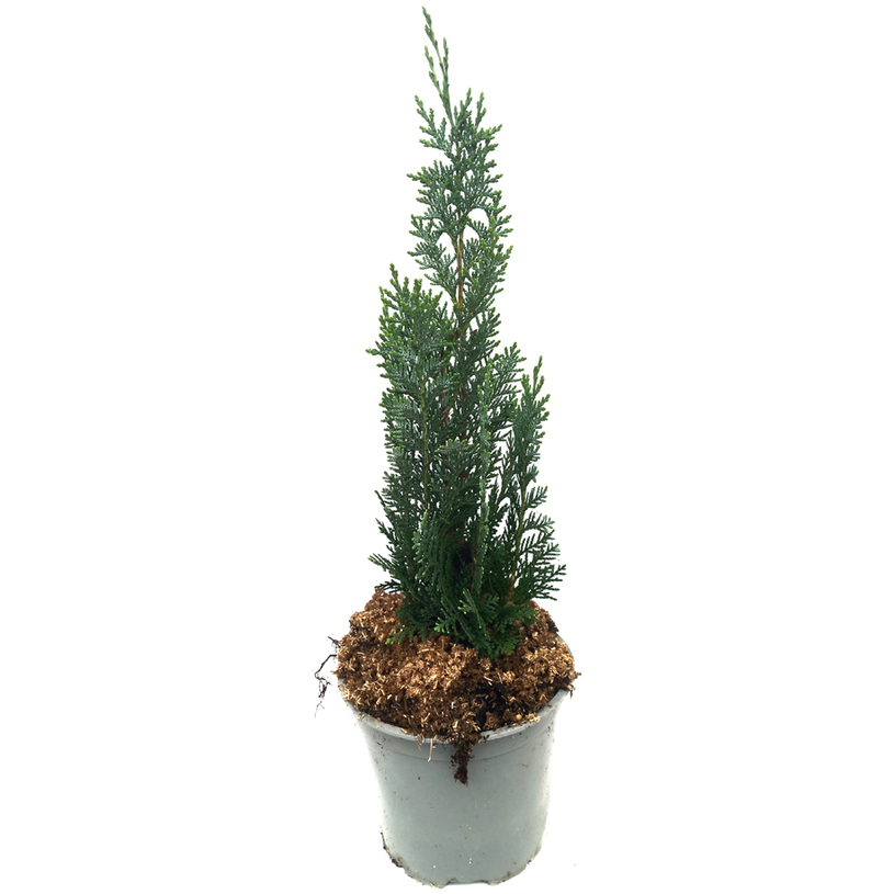 ХАМАЦИПАРИС КОЛУМНАРИС Ф15CM H:40CM ХАМАЦИПАРИС КОЛУМНАРИС Ф15CM H:40CM