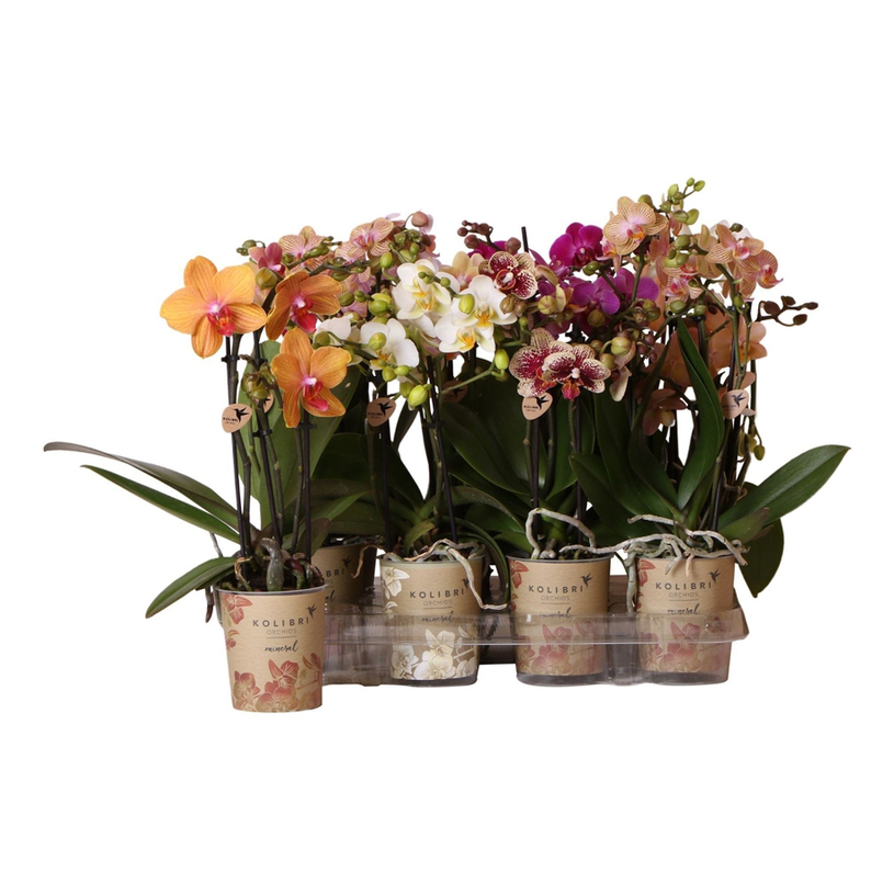 ОРХИДЕЯ ФАЛЕНОПСИС 3СТ.Ф9CM H40CM MIX ОРХИДЕЯ ФАЛЕНОПСИС 3СТ.Ф9CM H40CM MIX