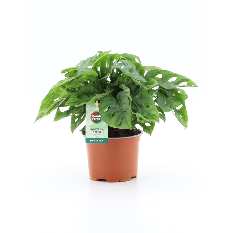 МОНСТЕРА ADANSONII Ф12CM H25CM МОНСТЕРА ADANSONII Ф12CM H25CM