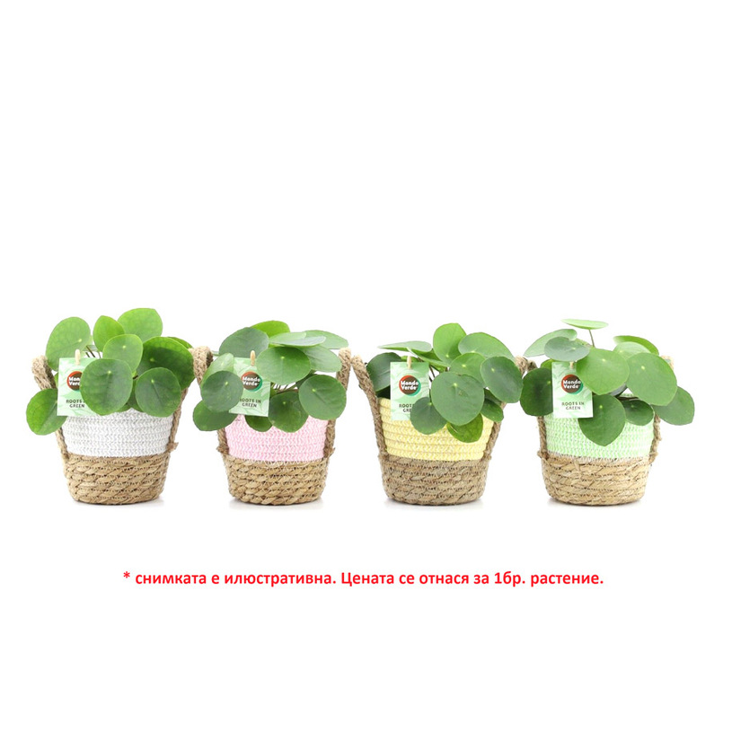 ПИЛЕЯ PEPEROMIOIDES Ф14CM H:25CM ПИЛЕЯ PEPEROMIOIDES Ф14CM H:25CM