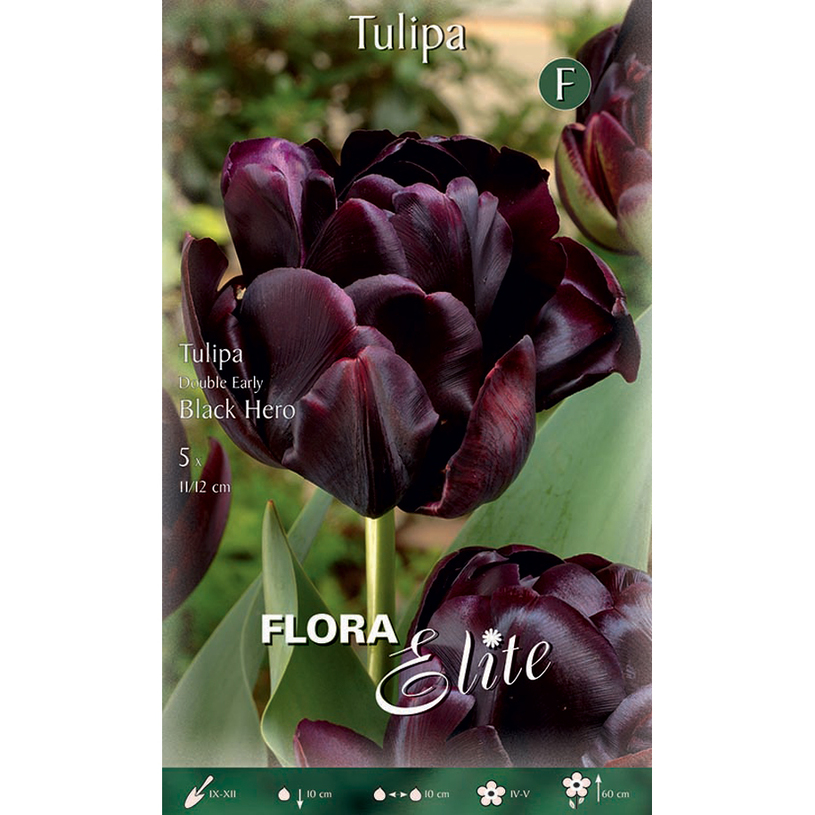 ЛУКОВИЦИ ЛАЛЕТА BLACK HERO 11/12 5БР. ЛУКОВИЦИ ЛАЛЕТА BLACK HERO 11/12 5БР.