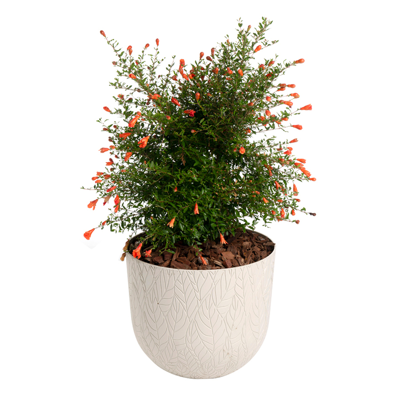 КАШПА LEAF POT 30 БЯЛ КАМЪК КАШПА LEAF POT 30 БЯЛ КАМЪК