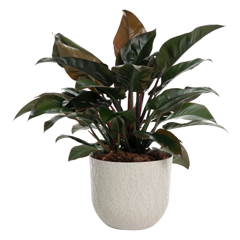 КАШПА LEAF POT 30 БЯЛ КАМЪК КАШПА LEAF POT 30 БЯЛ КАМЪК