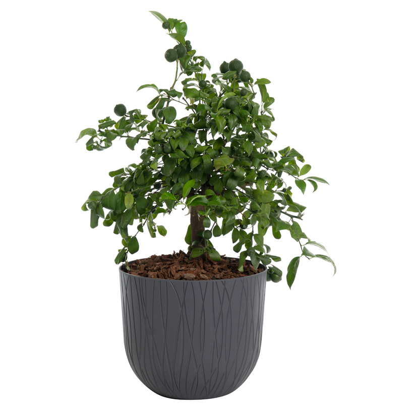 #КАШПА NATURE POT 30 ОПУШЕНО СИВ #КАШПА NATURE POT 30 ОПУШЕНО СИВ
