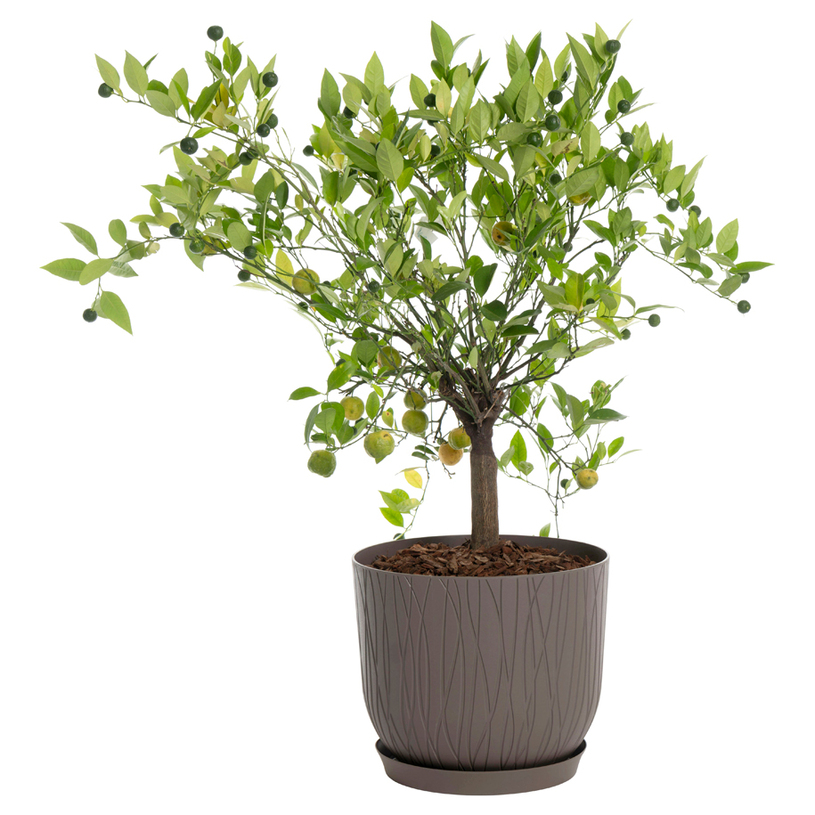 #КАШПА NATURE POT 30 ТЪМНО БЕЖОВ #КАШПА NATURE POT 30 ТЪМНО БЕЖОВ