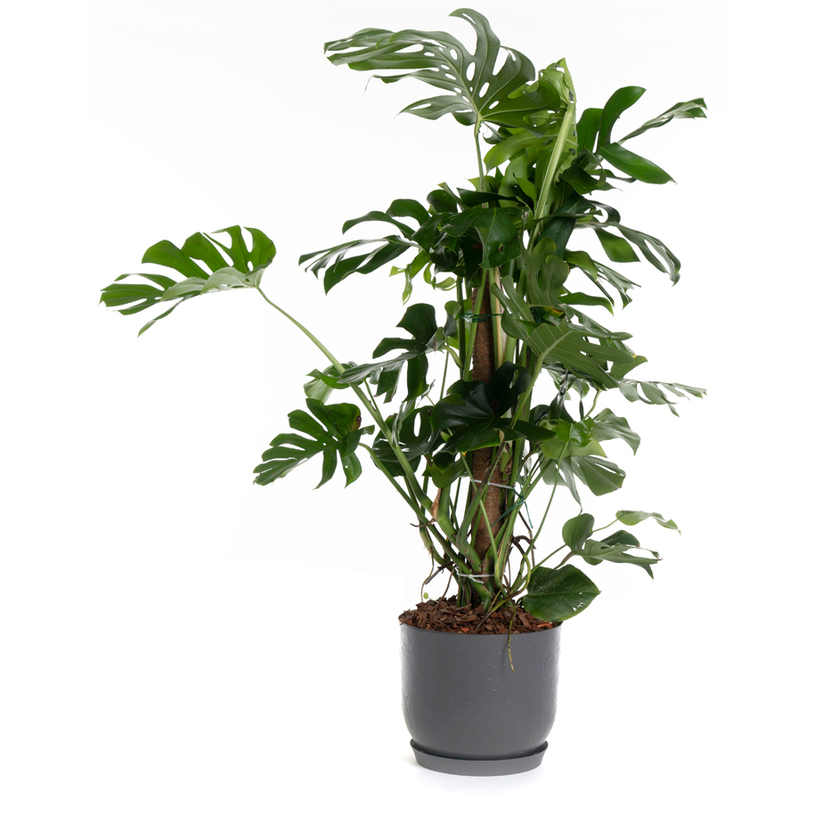 #КАШПА TATTOO POT 30 ОПУШЕНО СИВ #КАШПА TATTOO POT 30 ОПУШЕНО СИВ