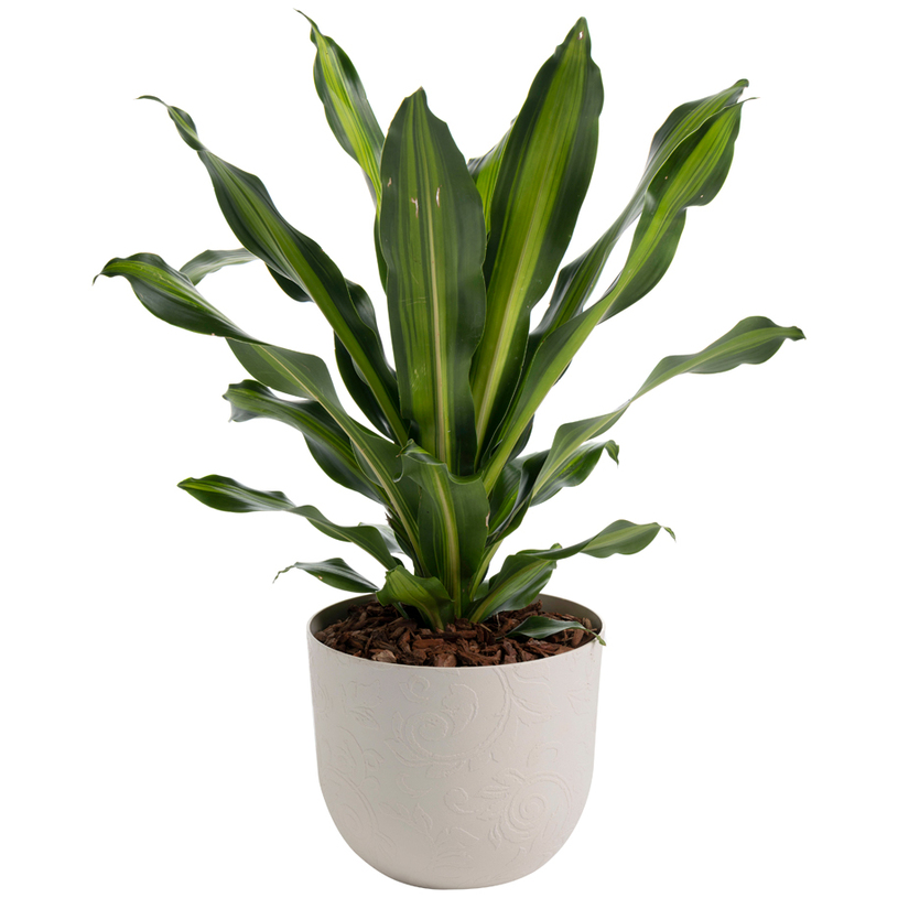 #КАШПА TATTOO POT 30 БЯЛ КАМЪК #КАШПА TATTOO POT 30 БЯЛ КАМЪК