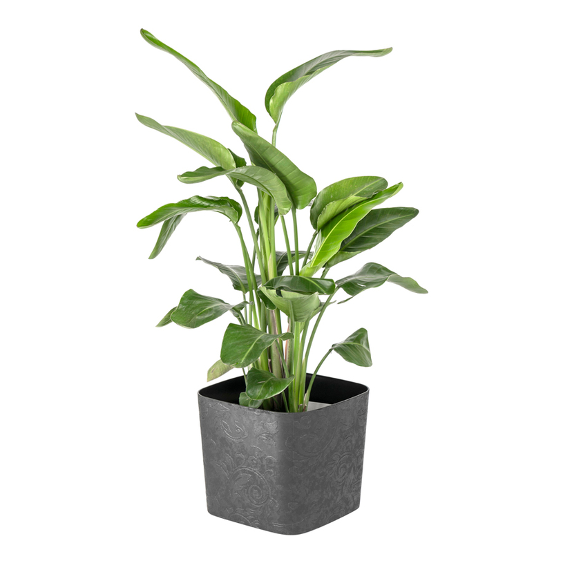 КАШПА TATTOO QUADRO 30 ОПУШЕНО СИВ КАШПА TATTOO QUADRO 30 ОПУШЕНО СИВ