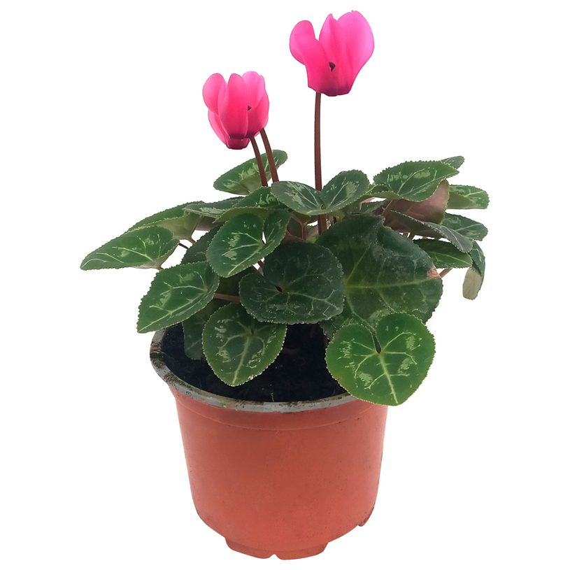 ЦИКЛАМА МИНИ МИКС Ф9CM ЦИКЛАМА МИНИ МИКС Ф9CM