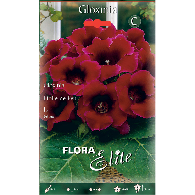 ЛУКОВИЦИ ГЛОКСИНИЯ ETOILE DE FEU 1БР 5/6 ЛУКОВИЦИ ГЛОКСИНИЯ ETOILE DE FEU 1БР 5/6