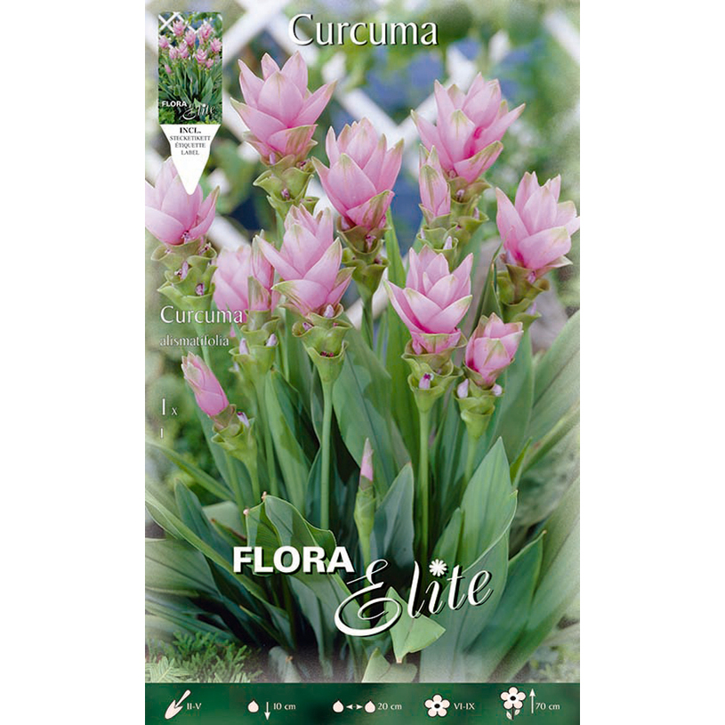 ЛУКОВИЦИ КУРКУМА ALISMATIFOLIA 1БР ЛУКОВИЦИ КУРКУМА ALISMATIFOLIA 1БР