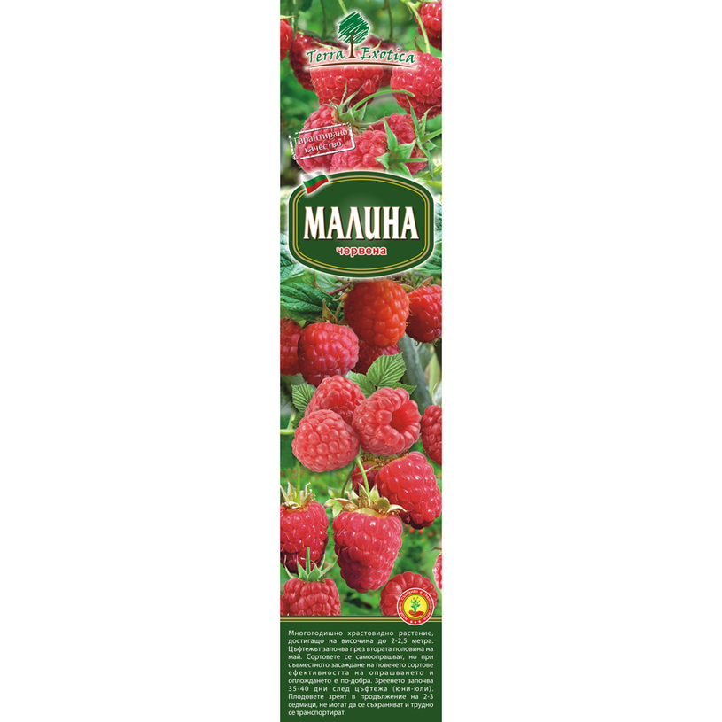 КОРЕН МАЛИНА В КУТИЯ КОРЕН МАЛИНА В КУТИЯ