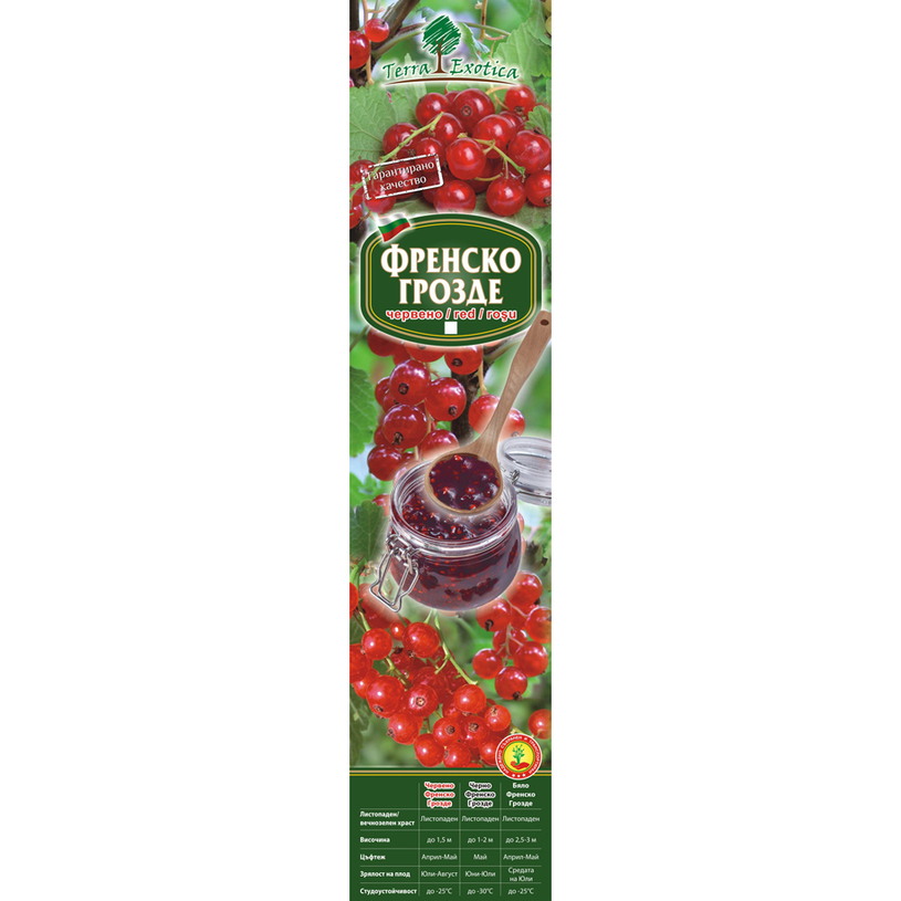 КОРЕН ФРЕНСКО ГРОЗДЕ В КУТИЯ КОРЕН ФРЕНСКО ГРОЗДЕ В КУТИЯ