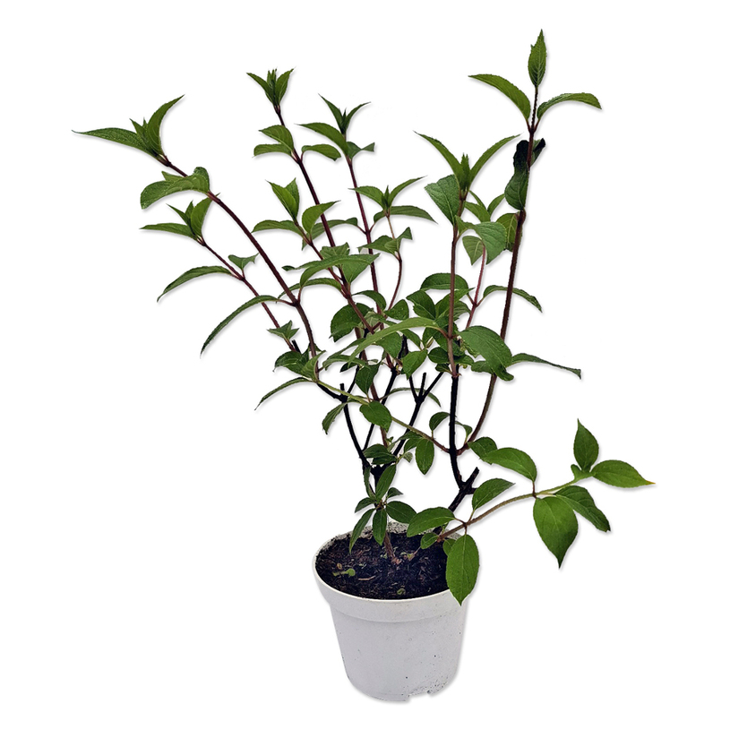 ХОРТЕНЗИЯ PANICULATA 1.5L ХОРТЕНЗИЯ PANICULATA 1.5L