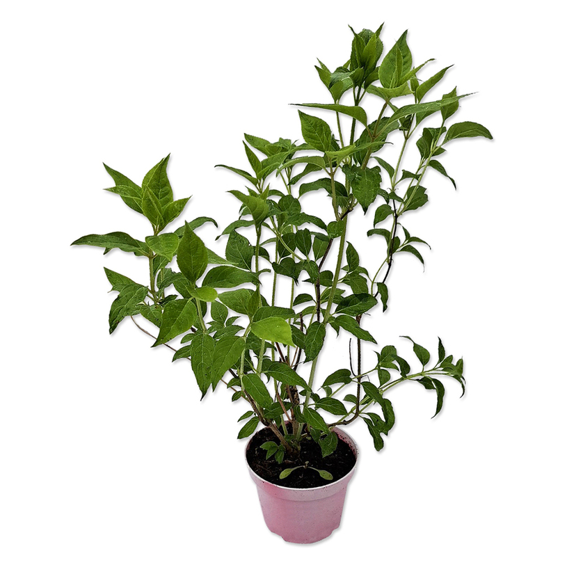 ХОРТЕНЗИЯ PANICULATA 1.5L ХОРТЕНЗИЯ PANICULATA 1.5L