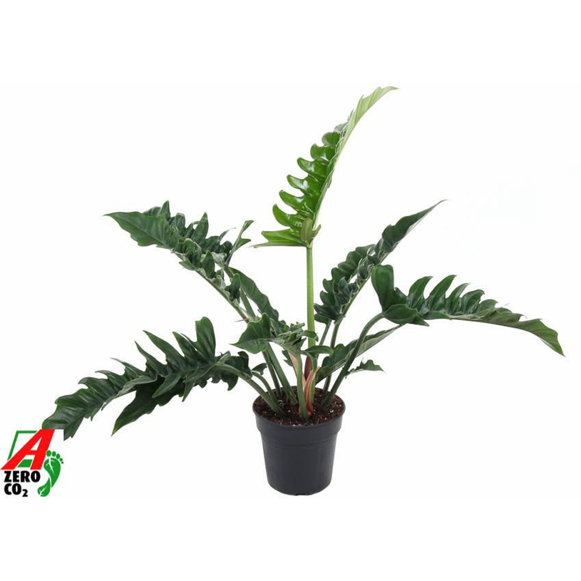 ФИЛОДЕНДРОН NARROW Ф19CM H:60CM ФИЛОДЕНДРОН NARROW Ф19CM H:60CM
