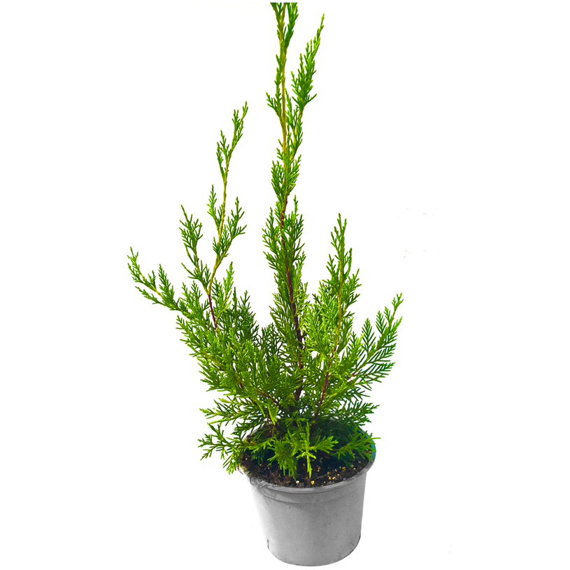 КИПАРИС ЛЕЙЛАНДИ Ф15CM КИПАРИС ЛЕЙЛАНДИ Ф15CM