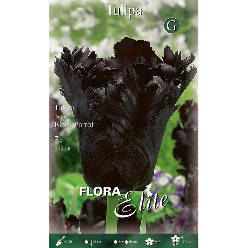 ЛУКОВИЦИ ЛАЛЕТА BLACK PARROT 11/12 7БР. ЛУКОВИЦИ ЛАЛЕТА BLACK PARROT 11/12 7БР.