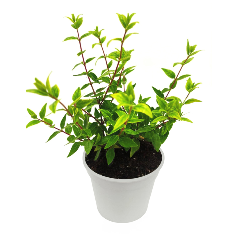АБЕЛИЯ Ф12CM АБЕЛИЯ Ф12CM