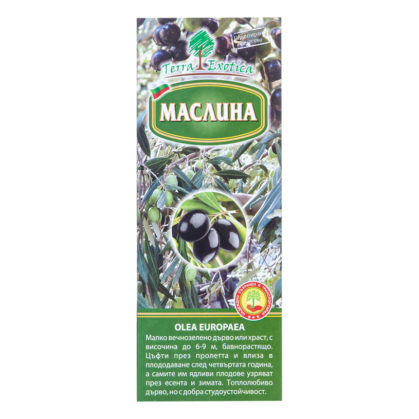 &МАСЛИНА В 3л. КОНТЕЙНЕР &МАСЛИНА В 3л. КОНТЕЙНЕР