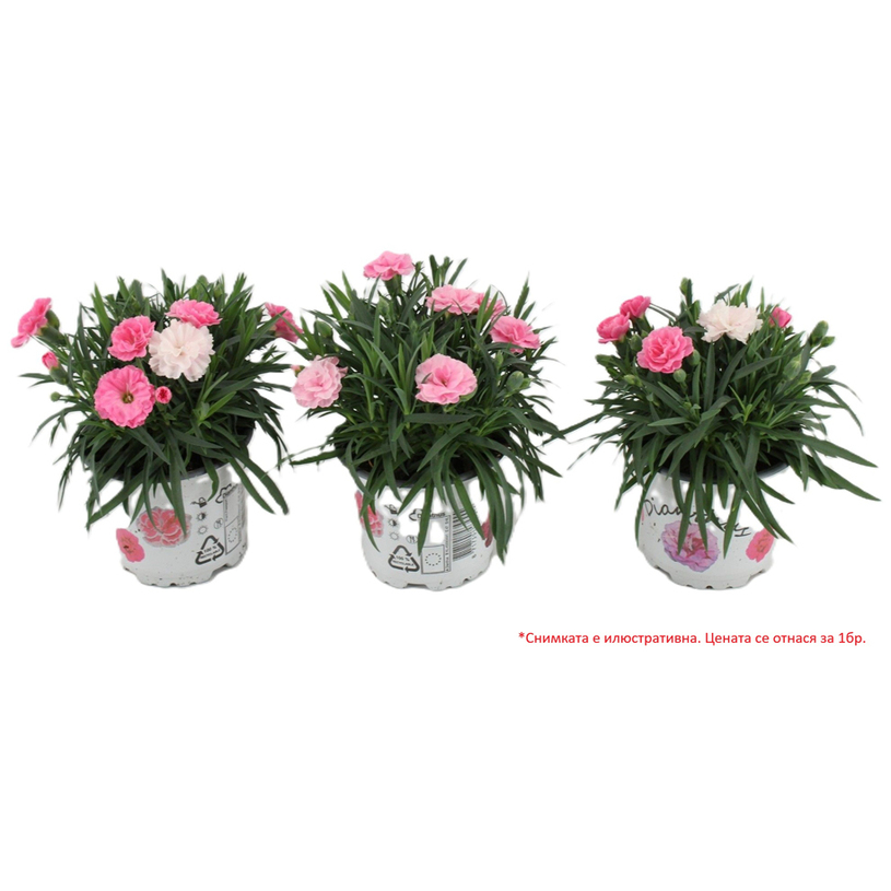 ДИАНТУС I LOVE YOU Ф10.5CM H:25CM MIX ДИАНТУС I LOVE YOU Ф10.5CM H:25CM MIX