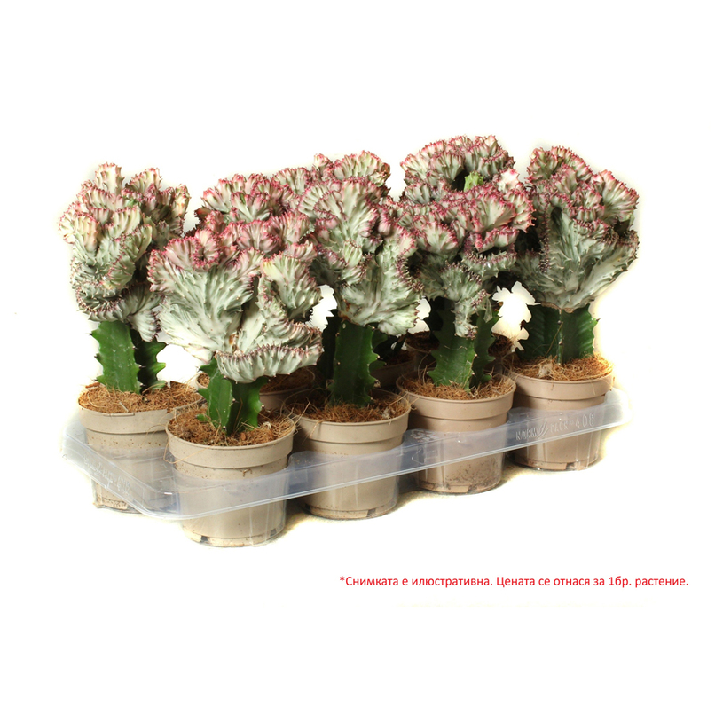 ЕУФОРБИЯ LACTEA Ф12CM H:30CM MIX ЕУФОРБИЯ LACTEA Ф12CM H:30CM MIX