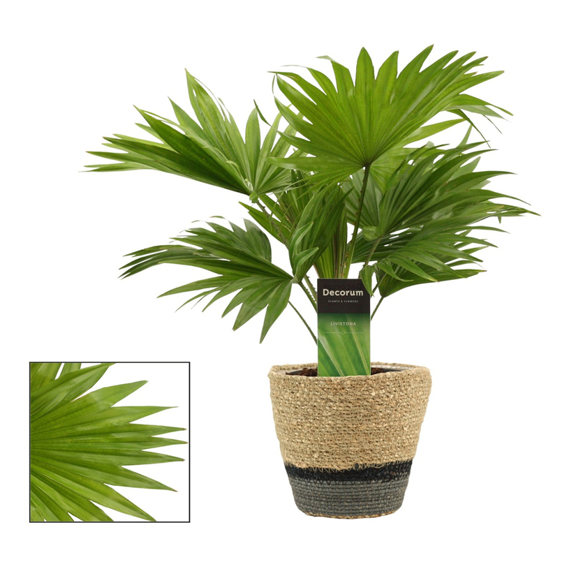 ПАЛМА ЛИВИСТОНА Ф12CM H:35CM ПАЛМА ЛИВИСТОНА Ф12CM H:35CM