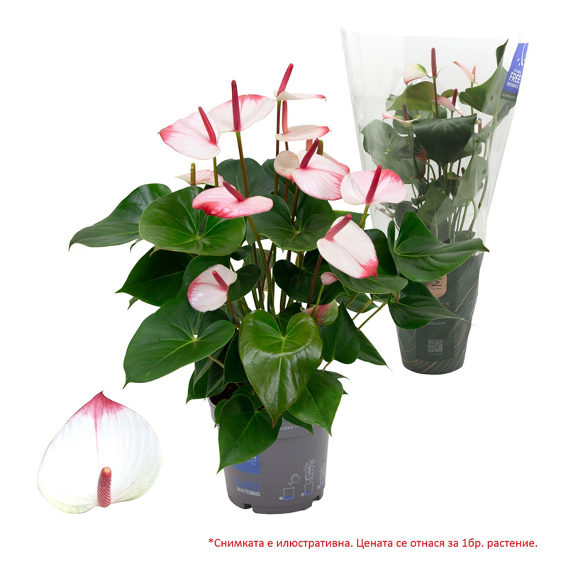 АНТУРИУМ KARMA HOTLIPS Ф17CM H:55CM АНТУРИУМ KARMA HOTLIPS Ф17CM H:55CM