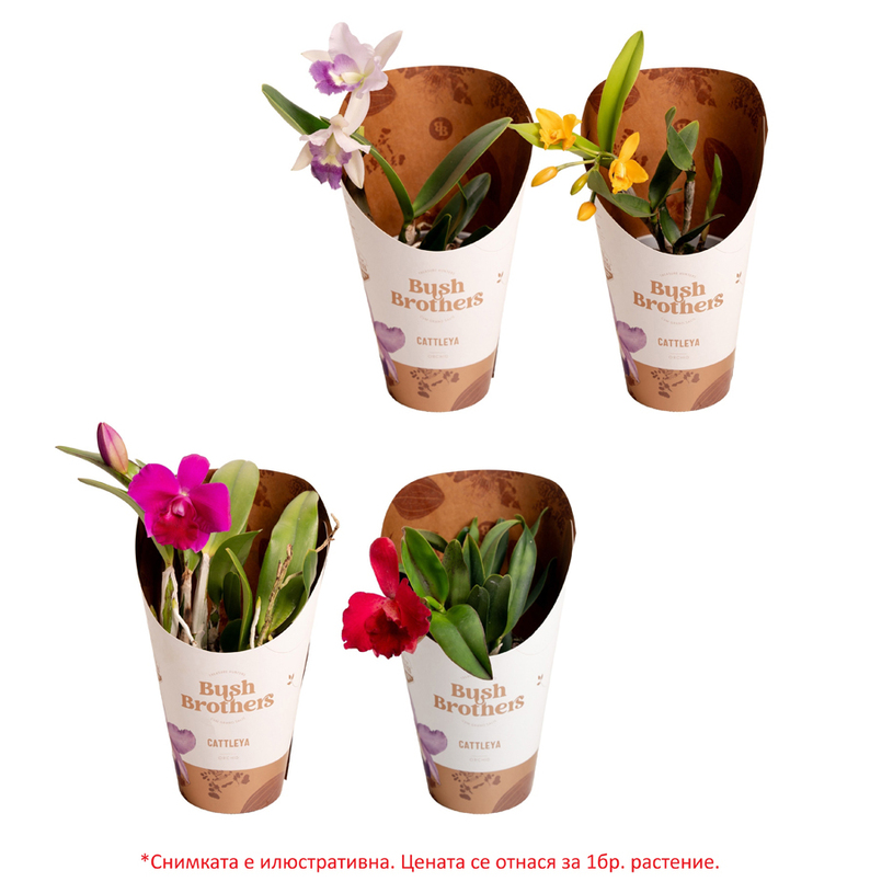 ОРХИДЕЯ КАТЛЕЯ Ф12CM H:25CM MIX ОРХИДЕЯ КАТЛЕЯ Ф12CM H:25CM MIX
