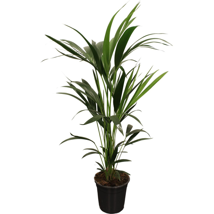 ХОВЕЯ FORSTERIANA KENTIA Ф21CM H:100CM ХОВЕЯ FORSTERIANA KENTIA Ф21CM H:100CM